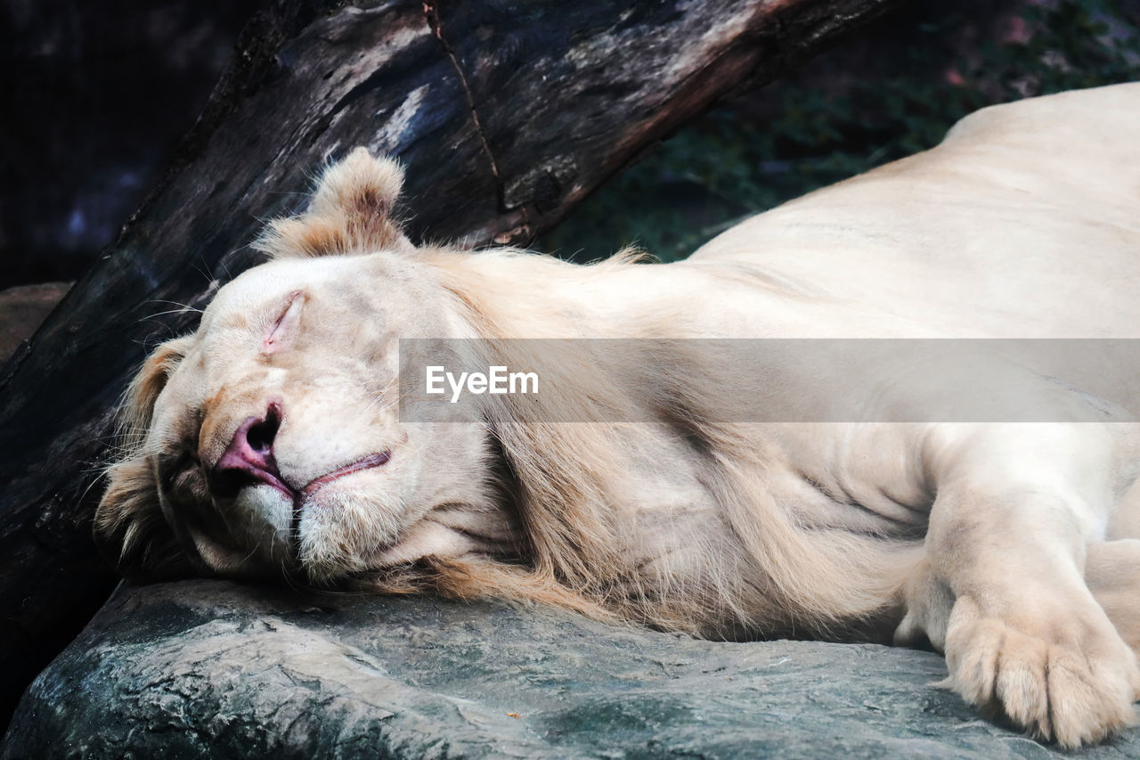 Close-up of a lion in zoo