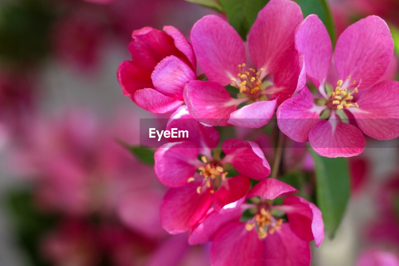 Close-up of pink flowering plant