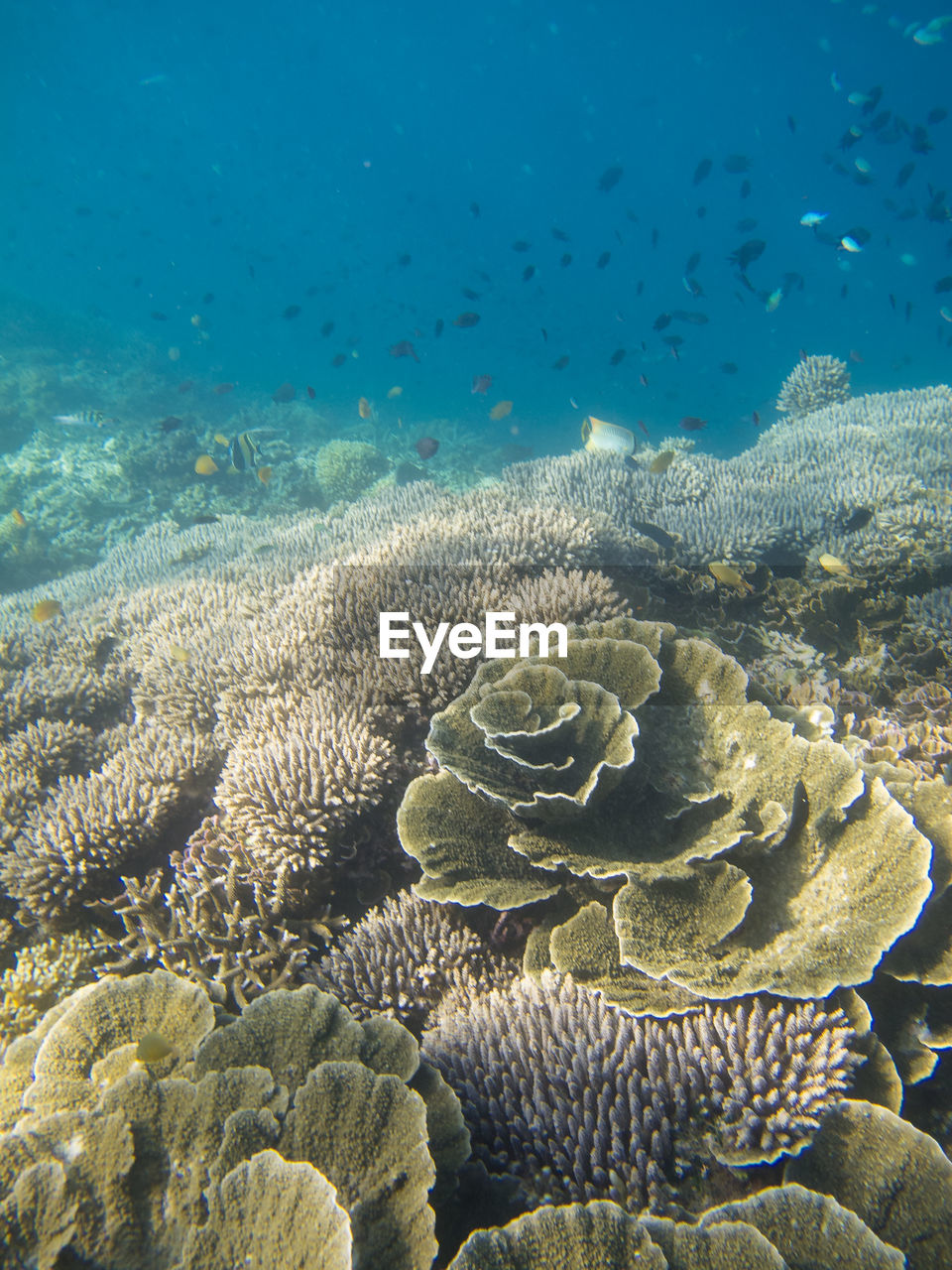 AERIAL VIEW OF CORAL UNDERWATER