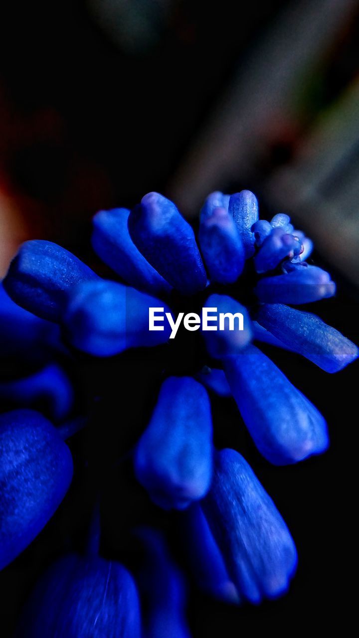 CLOSE-UP OF PURPLE HYDRANGEA BLUE FLOWERS
