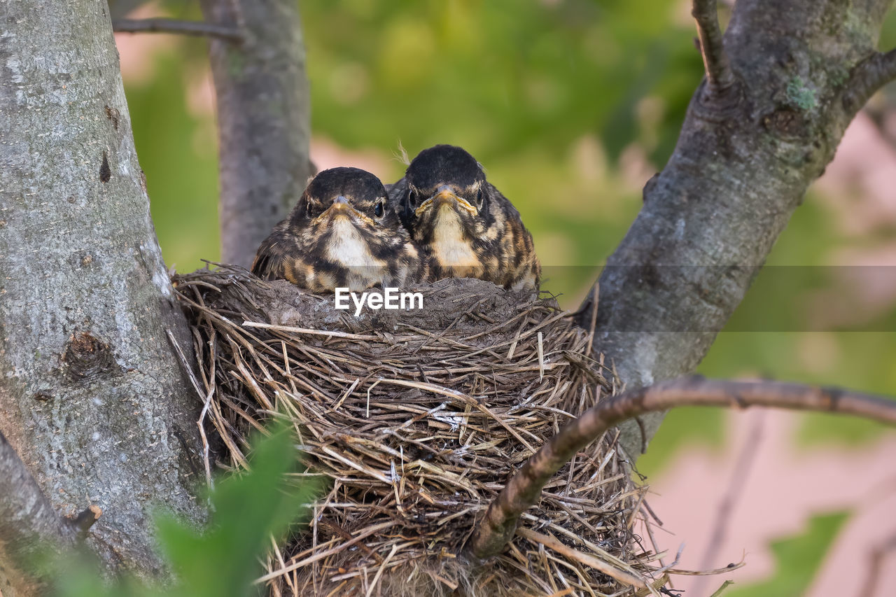 Two american robin nestlings looking at the camera