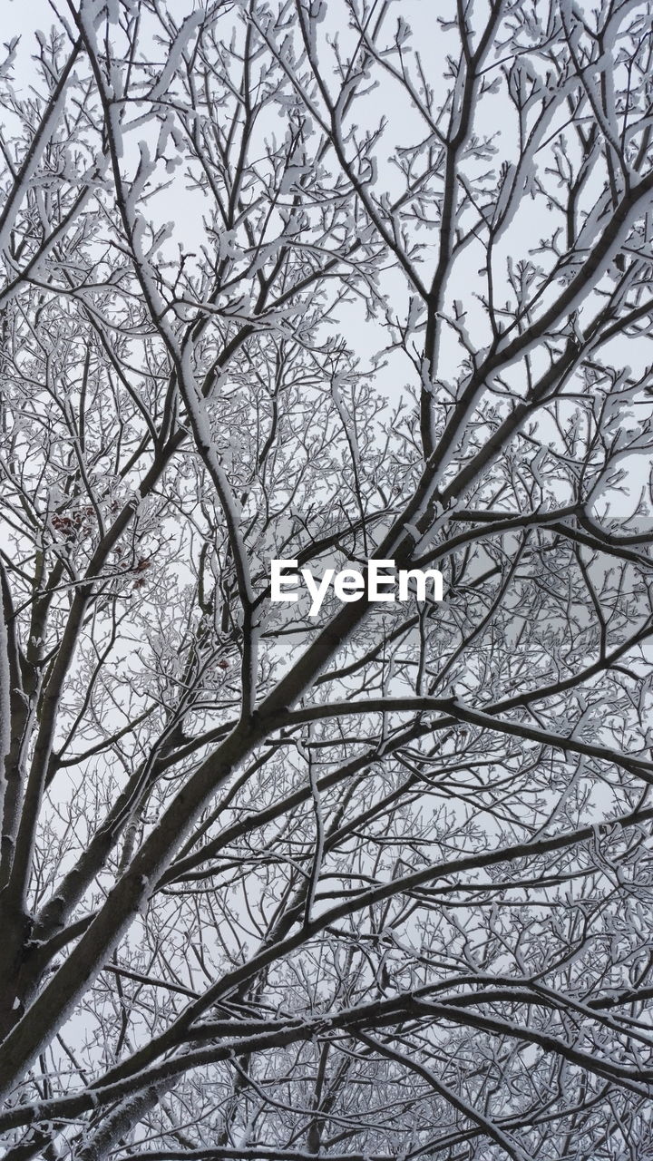 LOW ANGLE VIEW OF BARE TREES AGAINST THE SKY