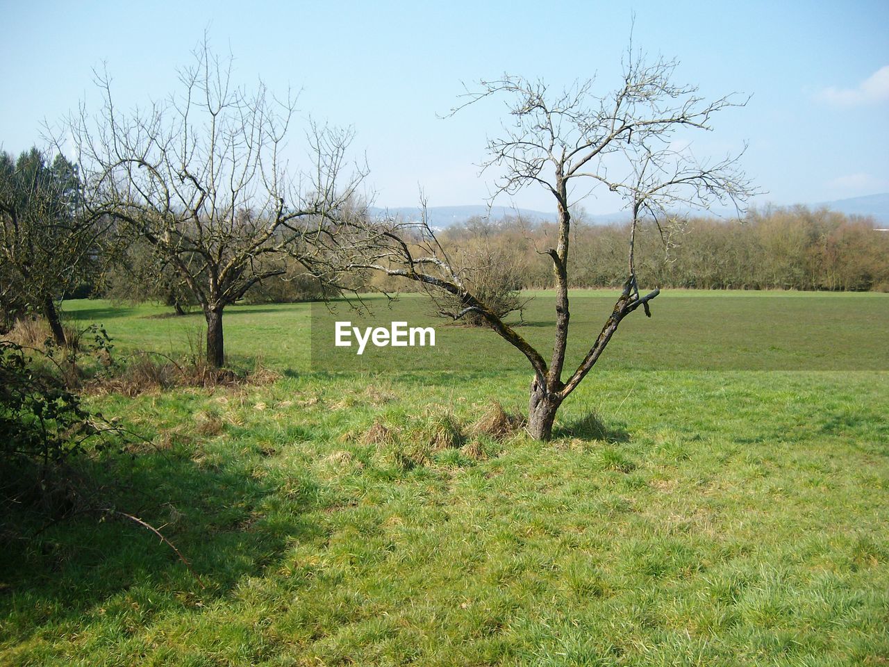 Bare trees on grassy field against sky