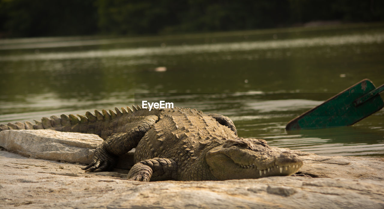 CLOSE-UP OF CROCODILE ON RIVER