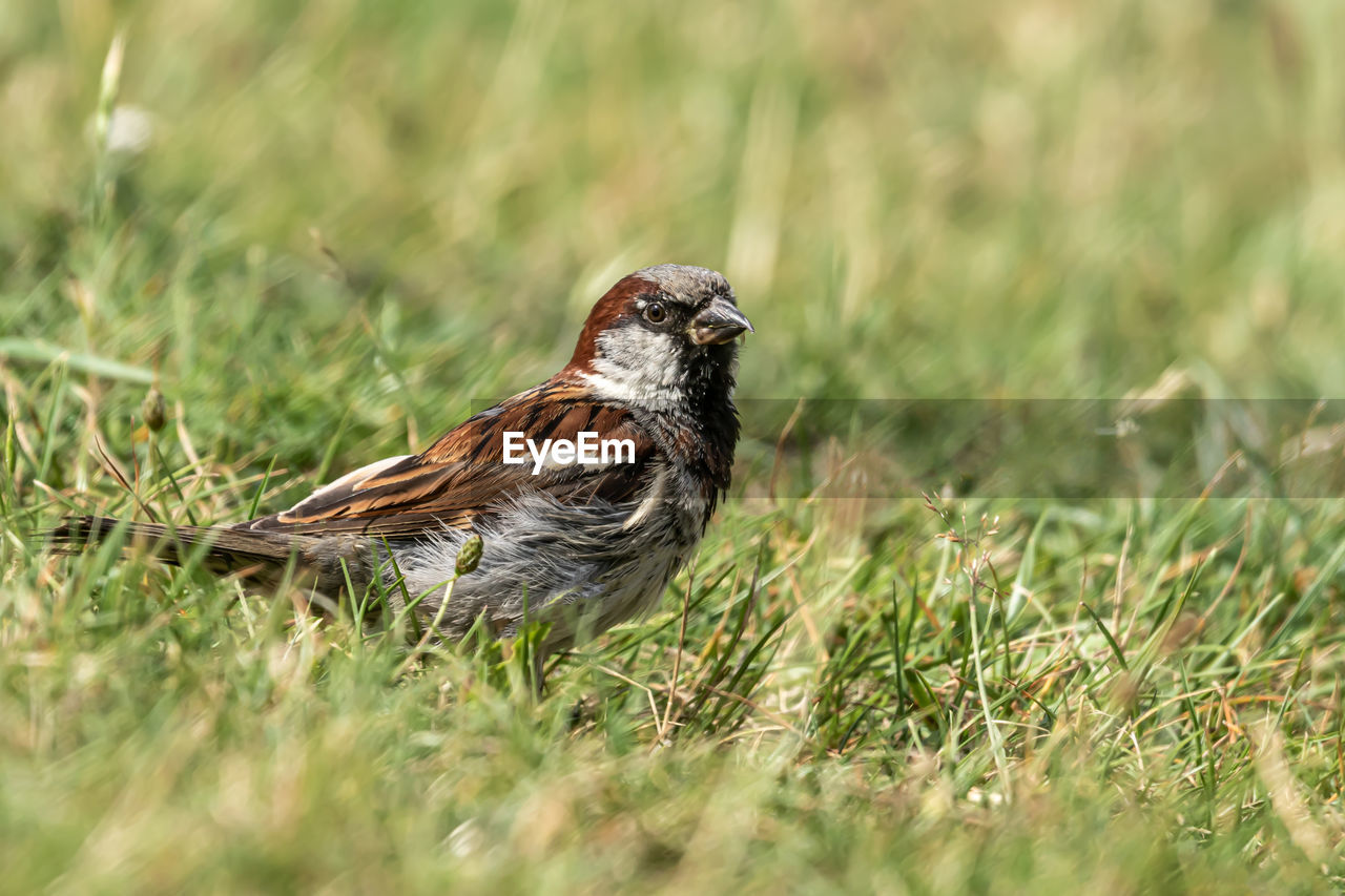 Male or female house sparrow or passer domesticus is a bird of the sparrow family passeridae