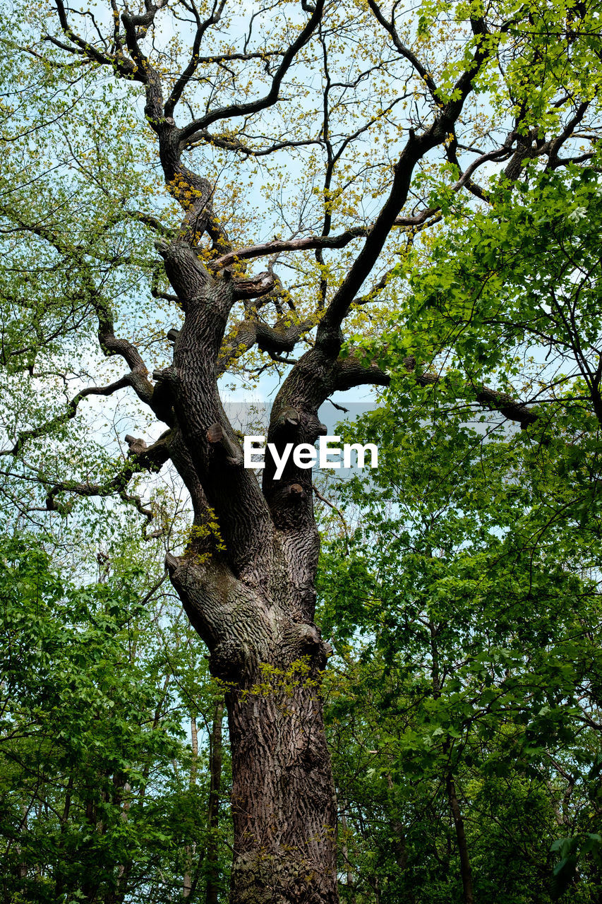 Low angle view of tree against sky