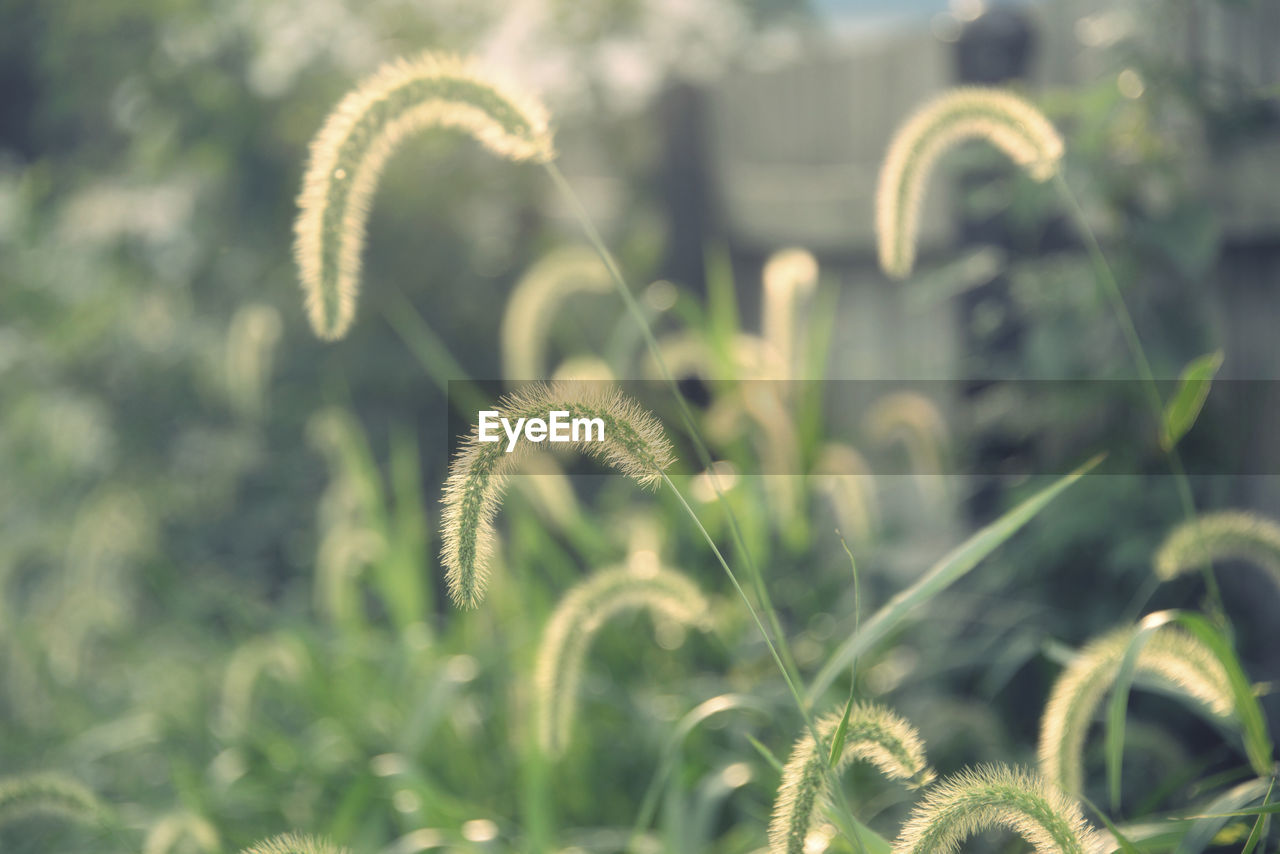 Close-up of flowering plants on land