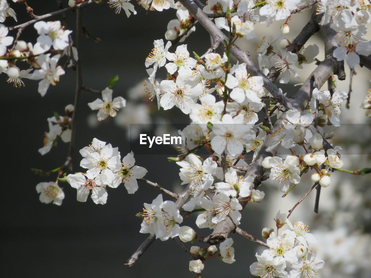 Close-up of white cherry blossoms in spring