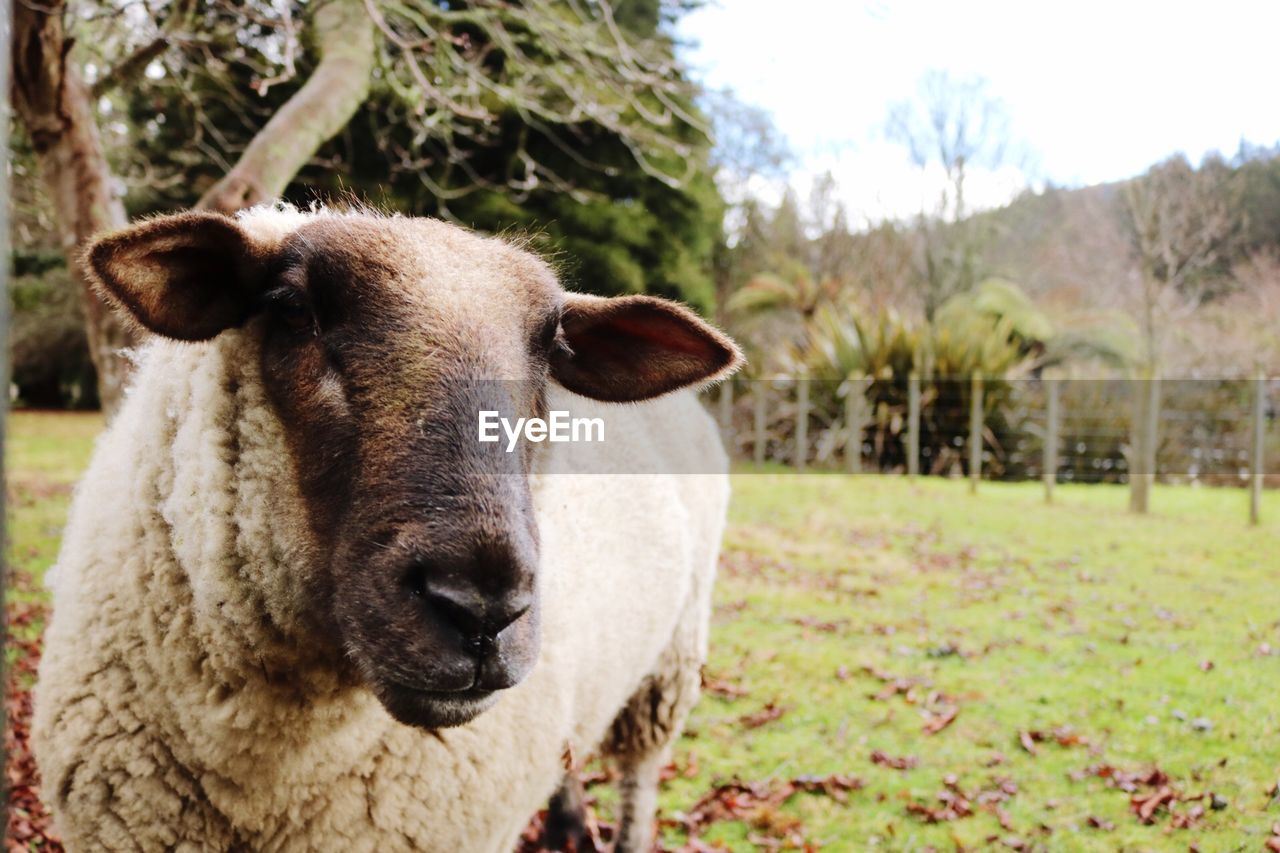 PORTRAIT OF SHEEP ON FIELD