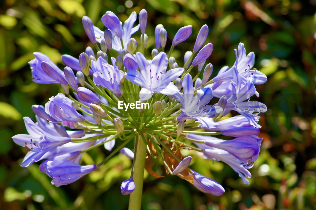 Close-up of purple flowering plant in park