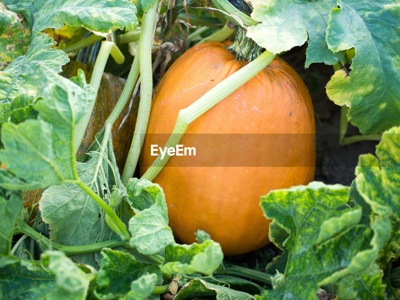 Close-up of pumpkin outdoors