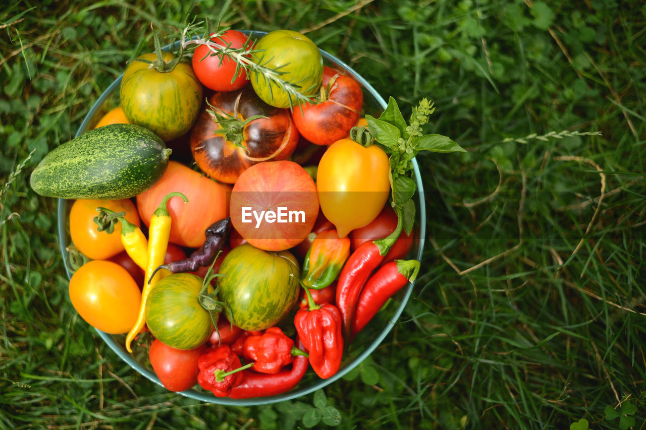 HIGH ANGLE VIEW OF TOMATOES AND VEGETABLES