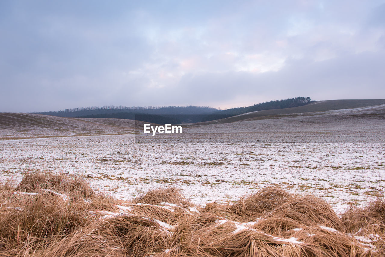 Scenic view of field against sky