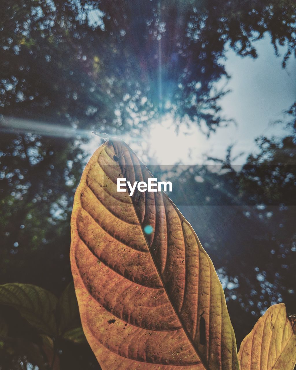 Close-up of dry leaves on tree against sky