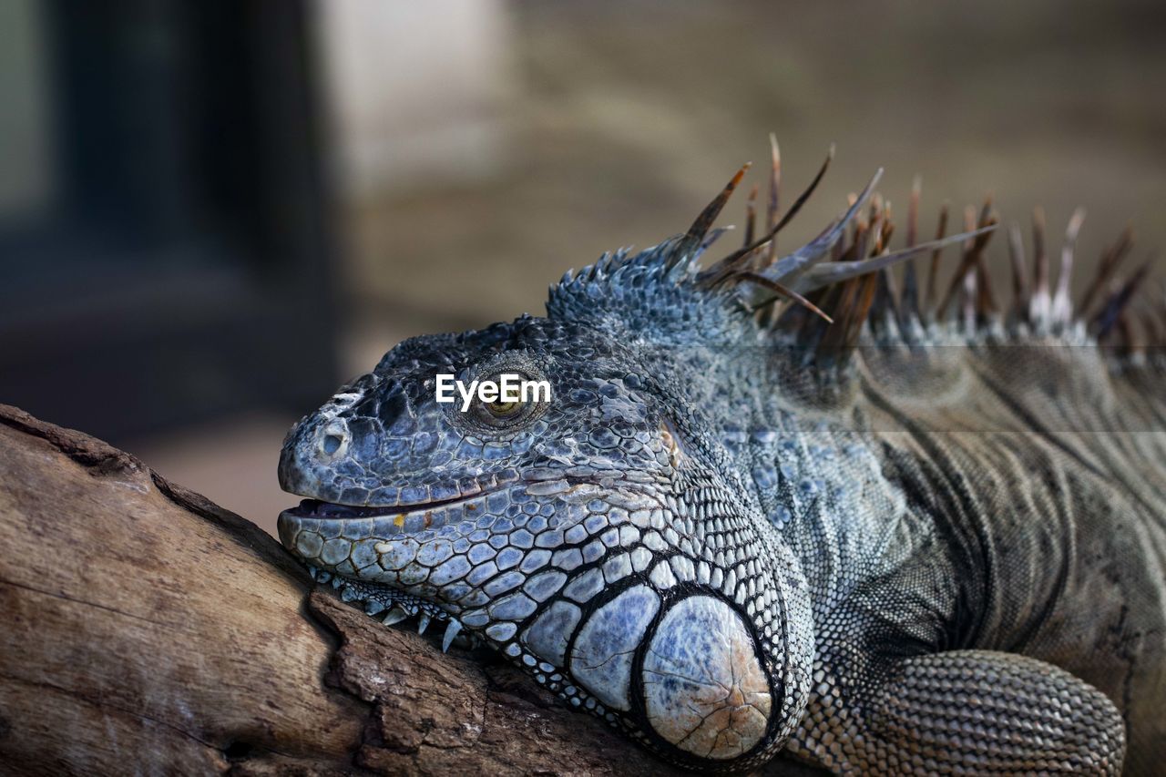 CLOSE-UP OF A TURTLE