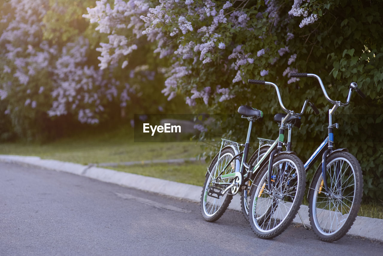 Bicycle parked on road by plants in city