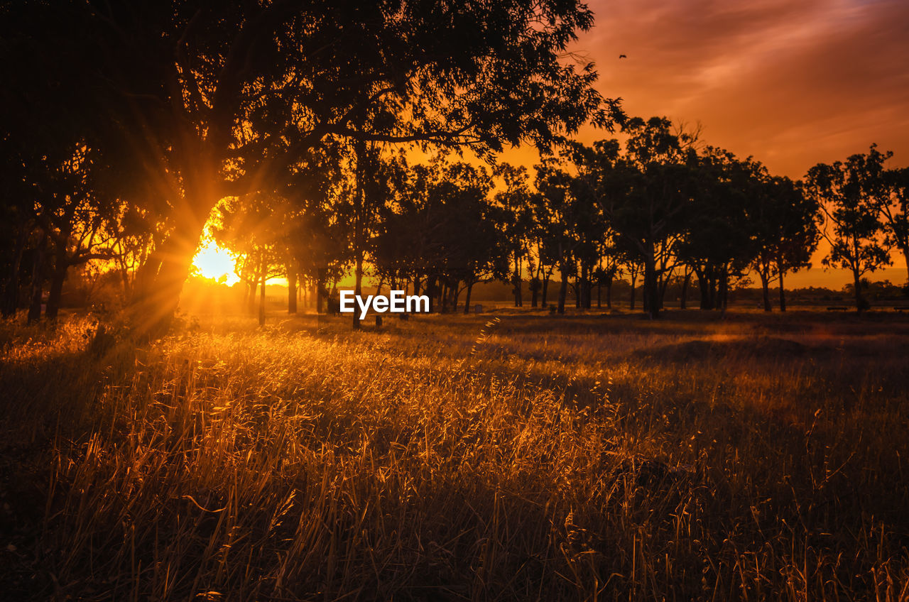 Trees on field against orange sky