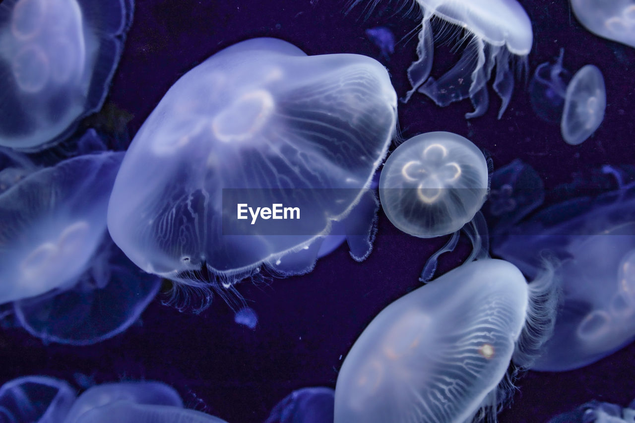 CLOSE-UP OF JELLYFISH IN AQUARIUM