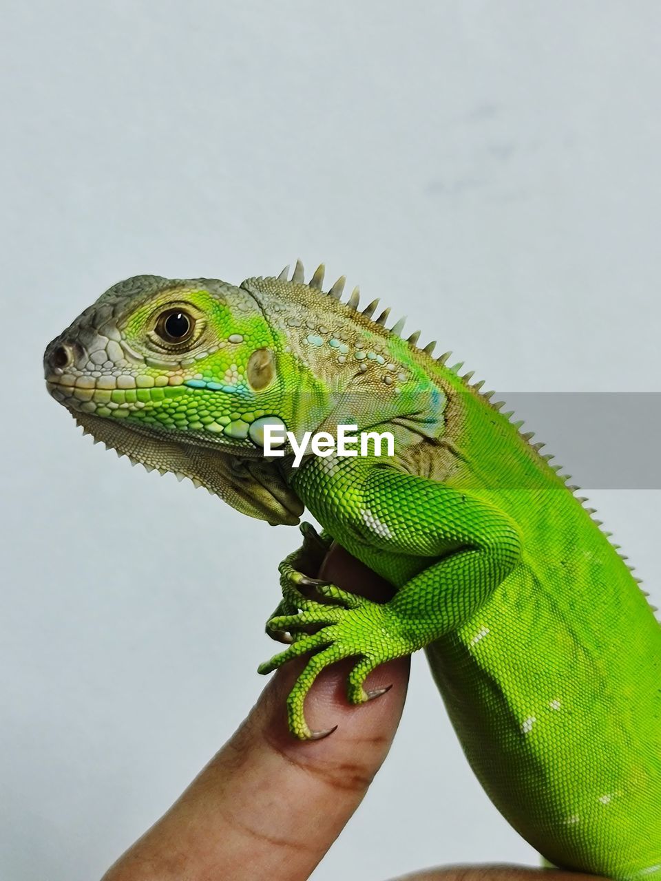 Close-up of iguana green columbia on my hand