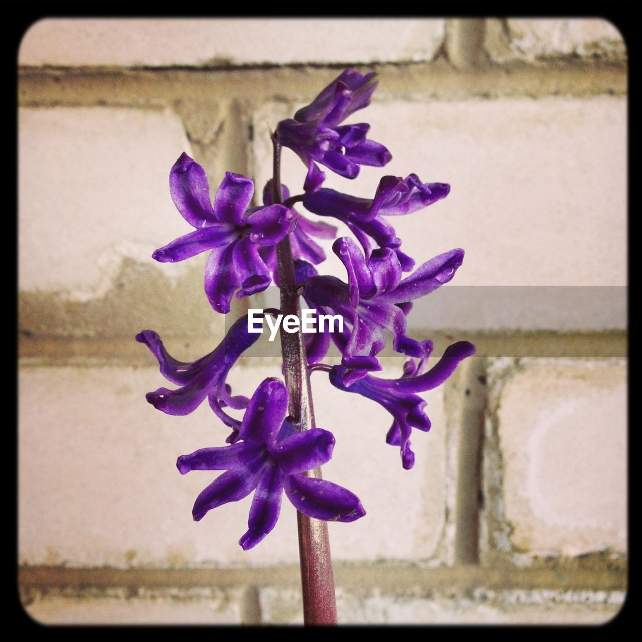 CLOSE-UP OF PURPLE FLOWER AGAINST BLURRED BACKGROUND