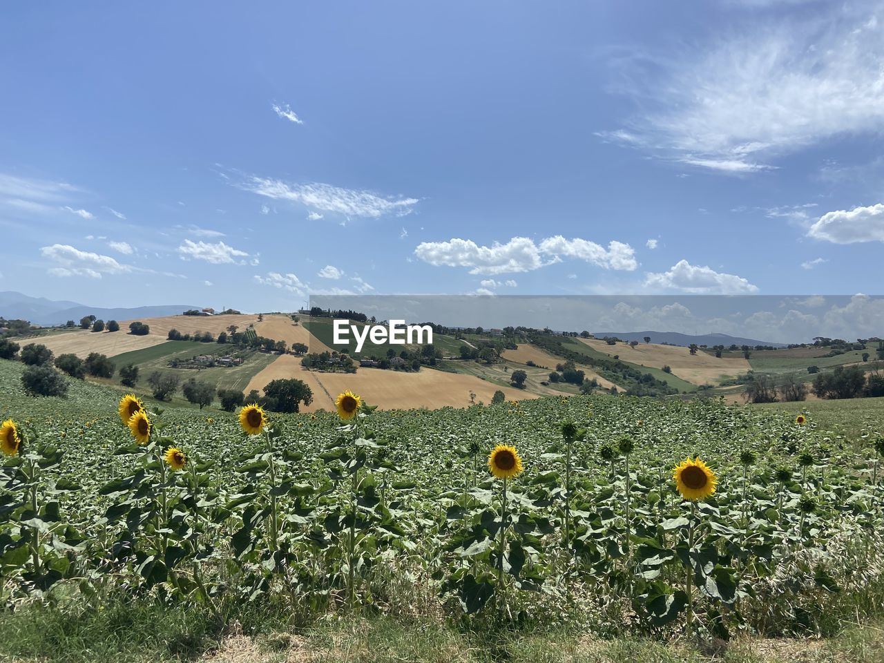 landscape, flower, plant, sky, environment, land, field, nature, scenics - nature, agriculture, beauty in nature, rural scene, flowering plant, cloud, sunflower, meadow, prairie, growth, grassland, yellow, no people, freshness, plain, food, crop, food and drink, tranquility, rural area, blue, farm, tranquil scene, grass, hill, wildflower, non-urban scene, outdoors, natural environment, day, tree, flower head, sunlight, plateau, travel, idyllic, springtime, vegetable, horizon, horizon over land, abundance, fragility, travel destinations, sunny, summer, mountain range