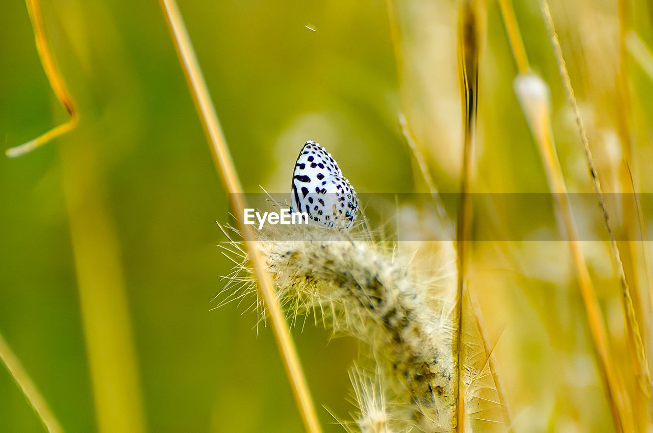 grass, plant, animal, animal themes, macro photography, nature, animal wildlife, beauty in nature, close-up, green, insect, one animal, flower, wildlife, macro, moths and butterflies, butterfly, meadow, no people, summer, animal wing, environment, focus on foreground, fragility, flowering plant, yellow, outdoors, prairie, springtime, selective focus, growth, freshness, animal body part, tranquility, day, land, sunlight, extreme close-up, landscape