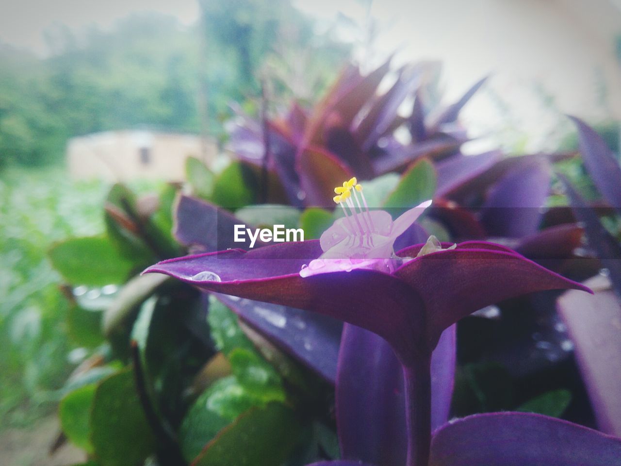 Close-up of flower blooming outdoors