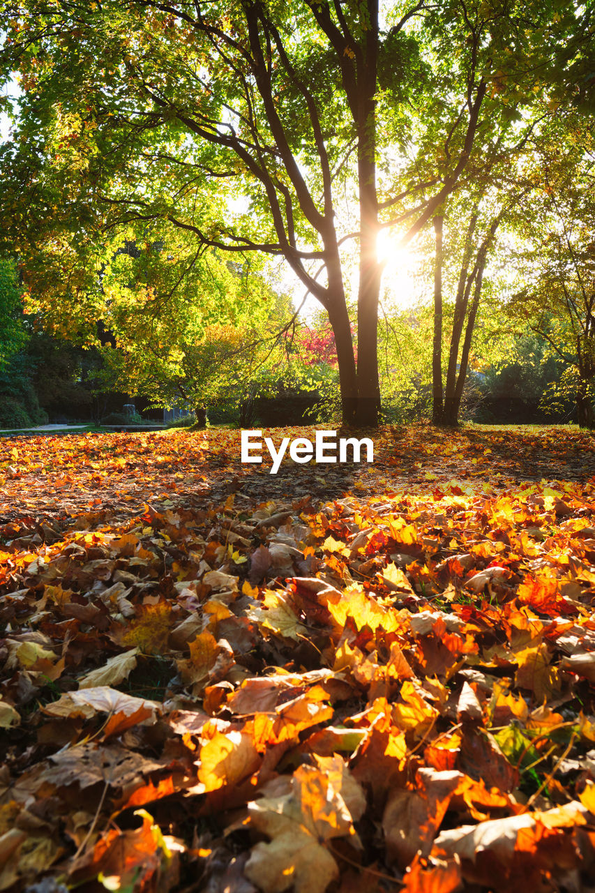 Golden autumn fall october in famous munich relax place - englishgarten. munchen, bavaria, germany