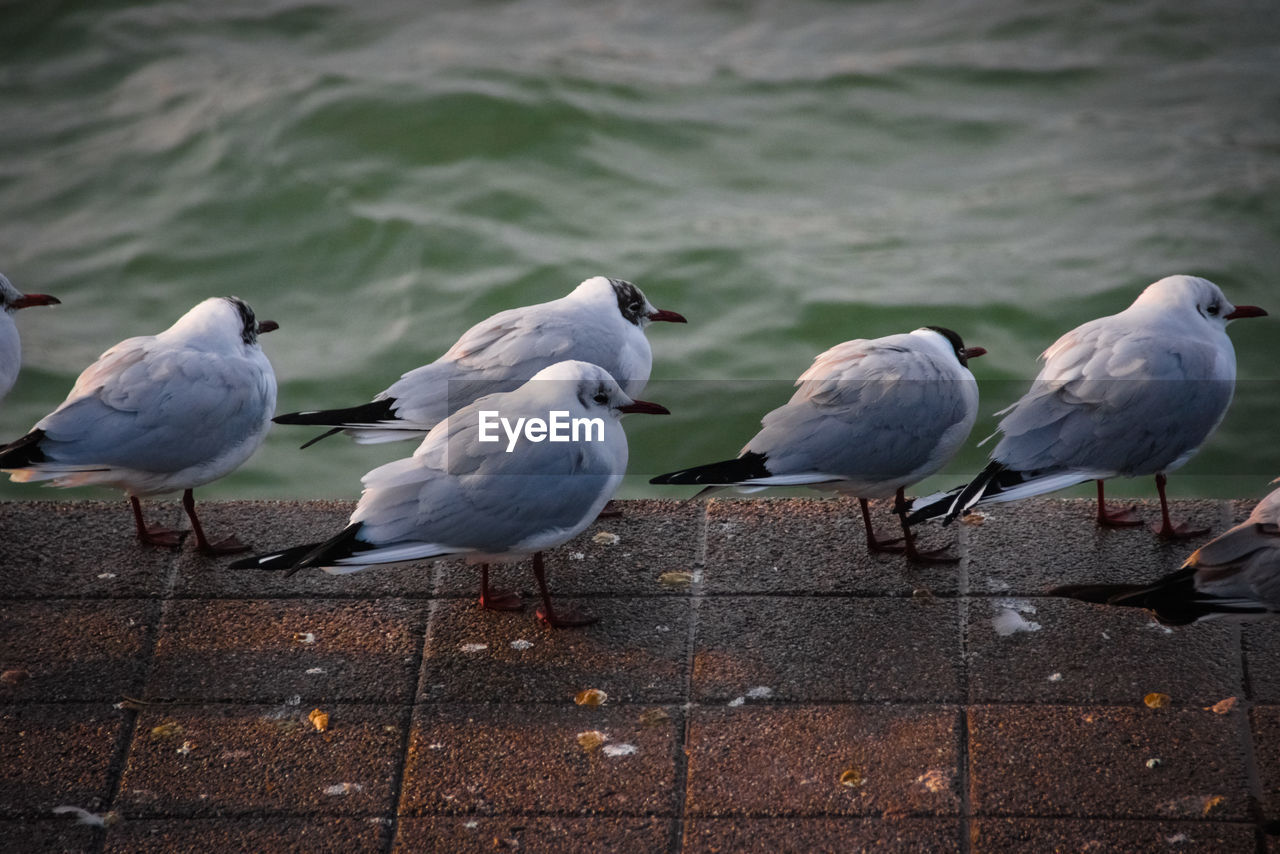 SEAGULL PERCHING ON A SEA