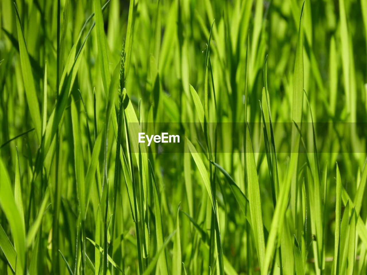 CLOSE-UP OF GRASS GROWING IN FIELD