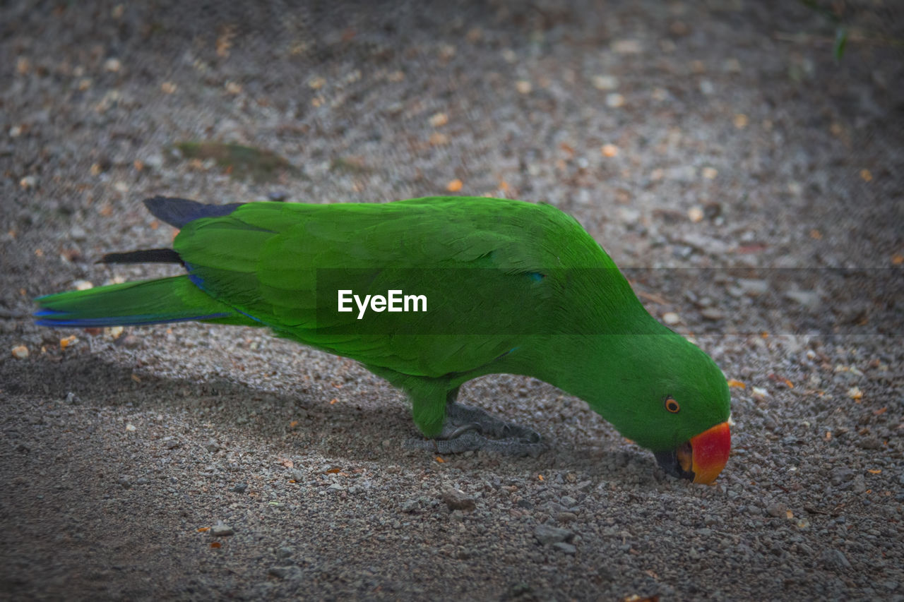 HIGH ANGLE VIEW OF A BIRD EATING