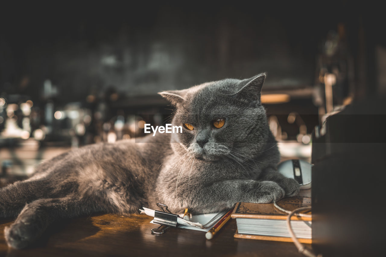 Close-up portrait of a cat on table