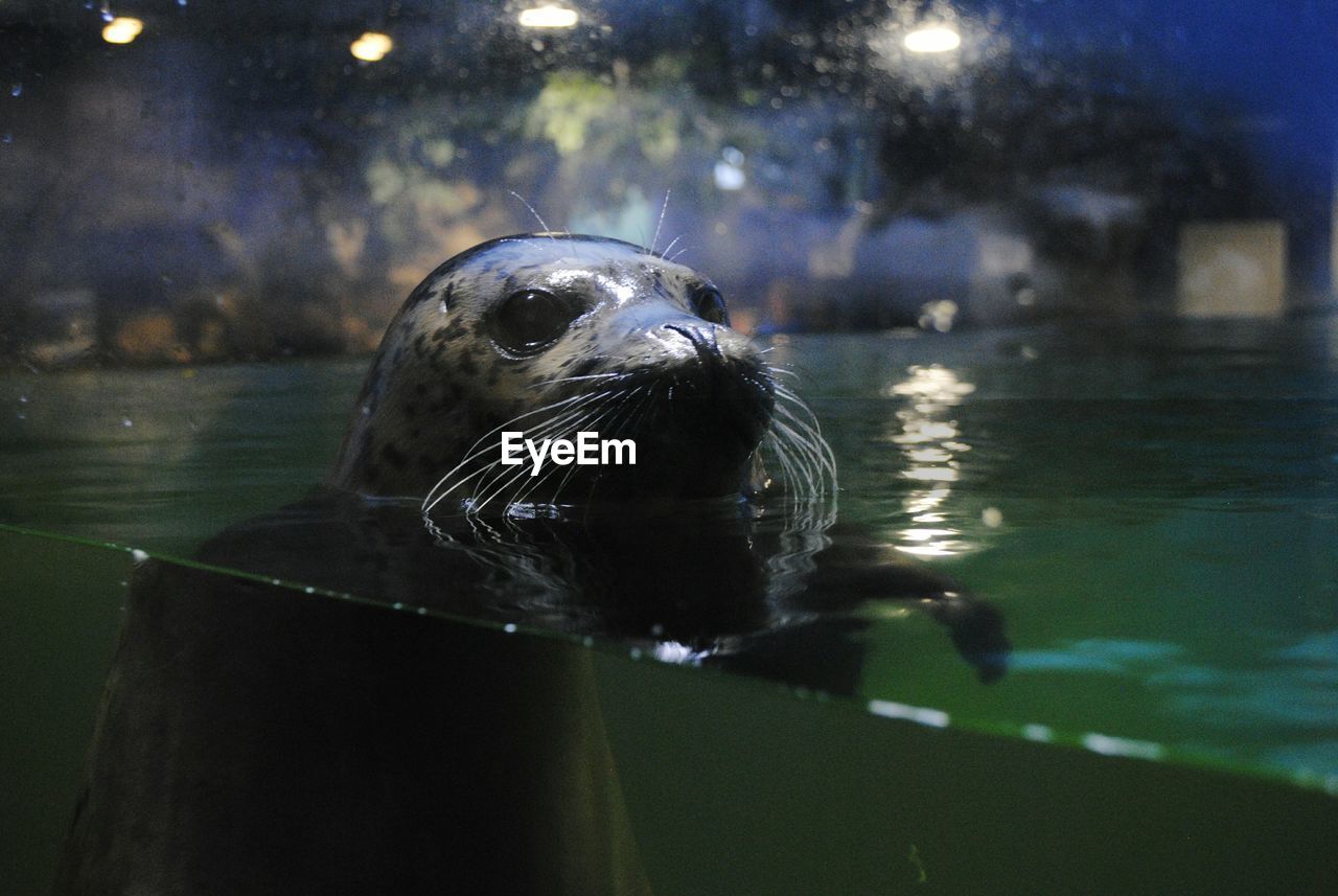 Close-up of seal swimming in aquarium