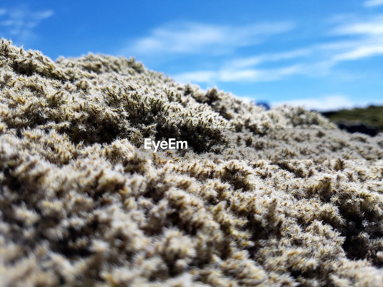 Close-up of grass against sky