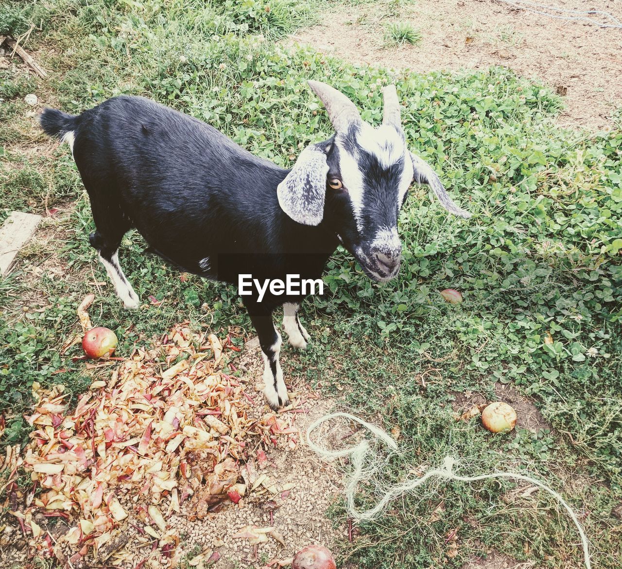 CLOSE-UP OF BLACK ON FIELD