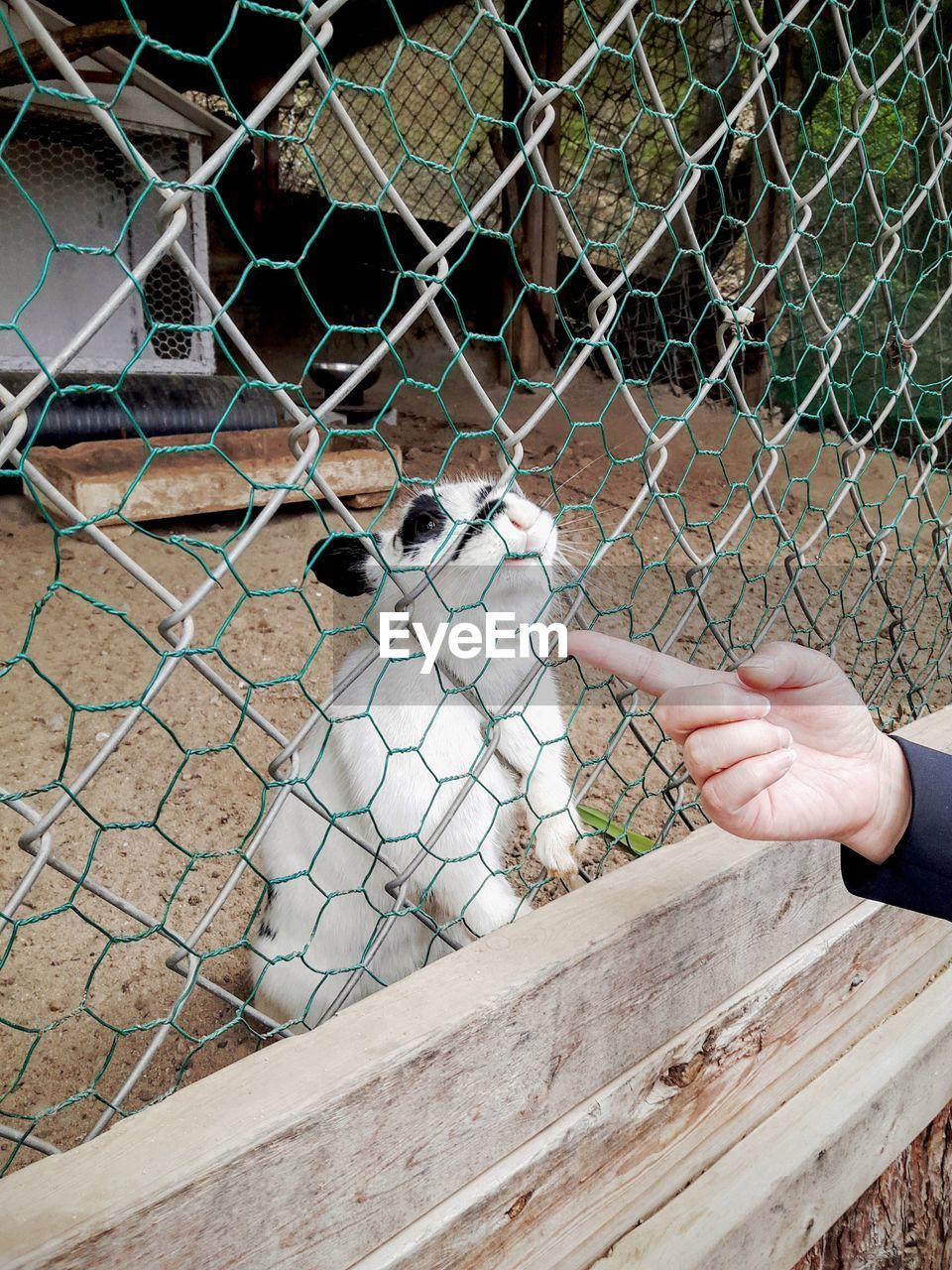 HAND HOLDING CHAINLINK FENCE