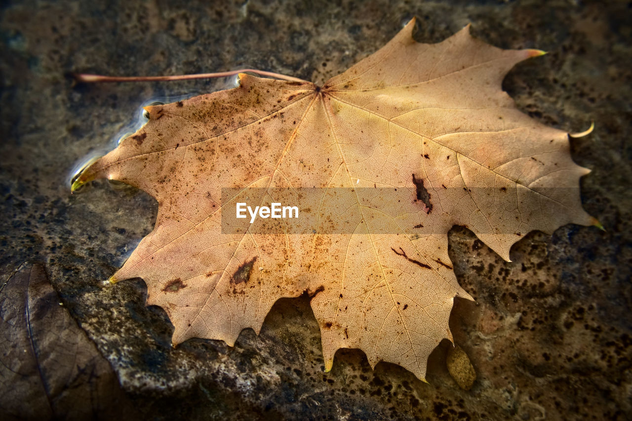 CLOSE-UP OF DRY MAPLE LEAVES