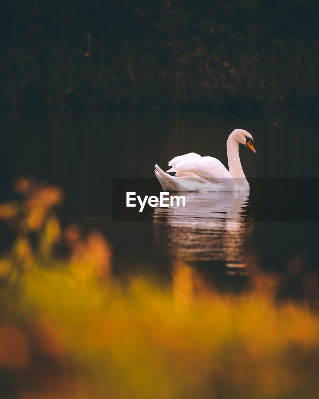 Swan swimming in lake