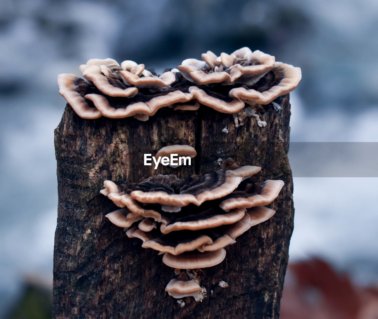 Close-up of mushrooms on tree trunk