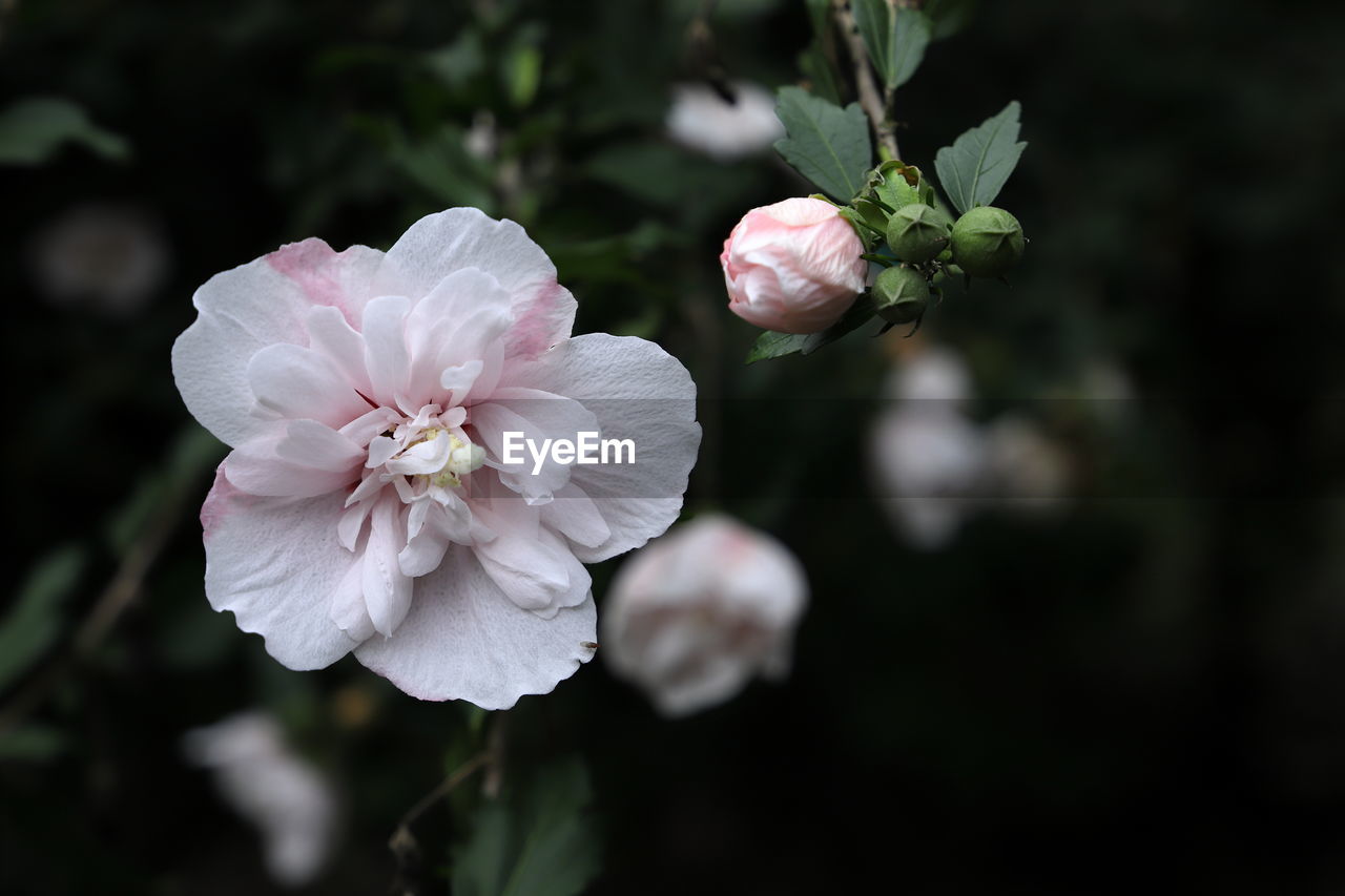 CLOSE-UP OF PINK ROSES