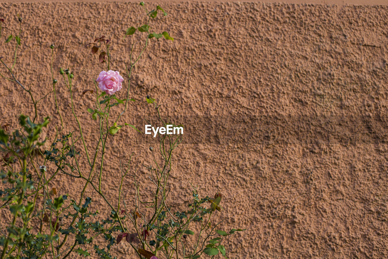 HIGH ANGLE VIEW OF FLOWERING PLANTS ON LAND