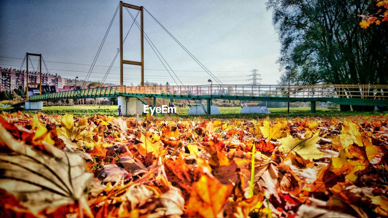 Surface level of autumn leaves with bridge in background