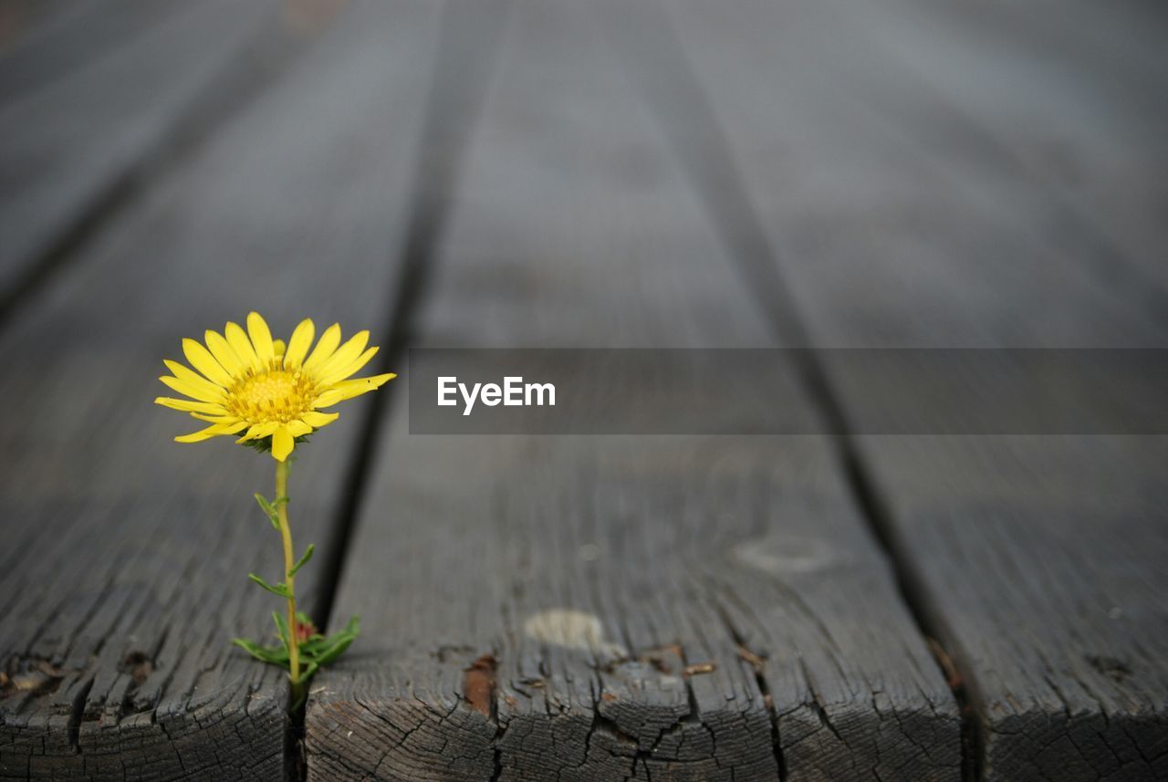 Close-up of yellow flower