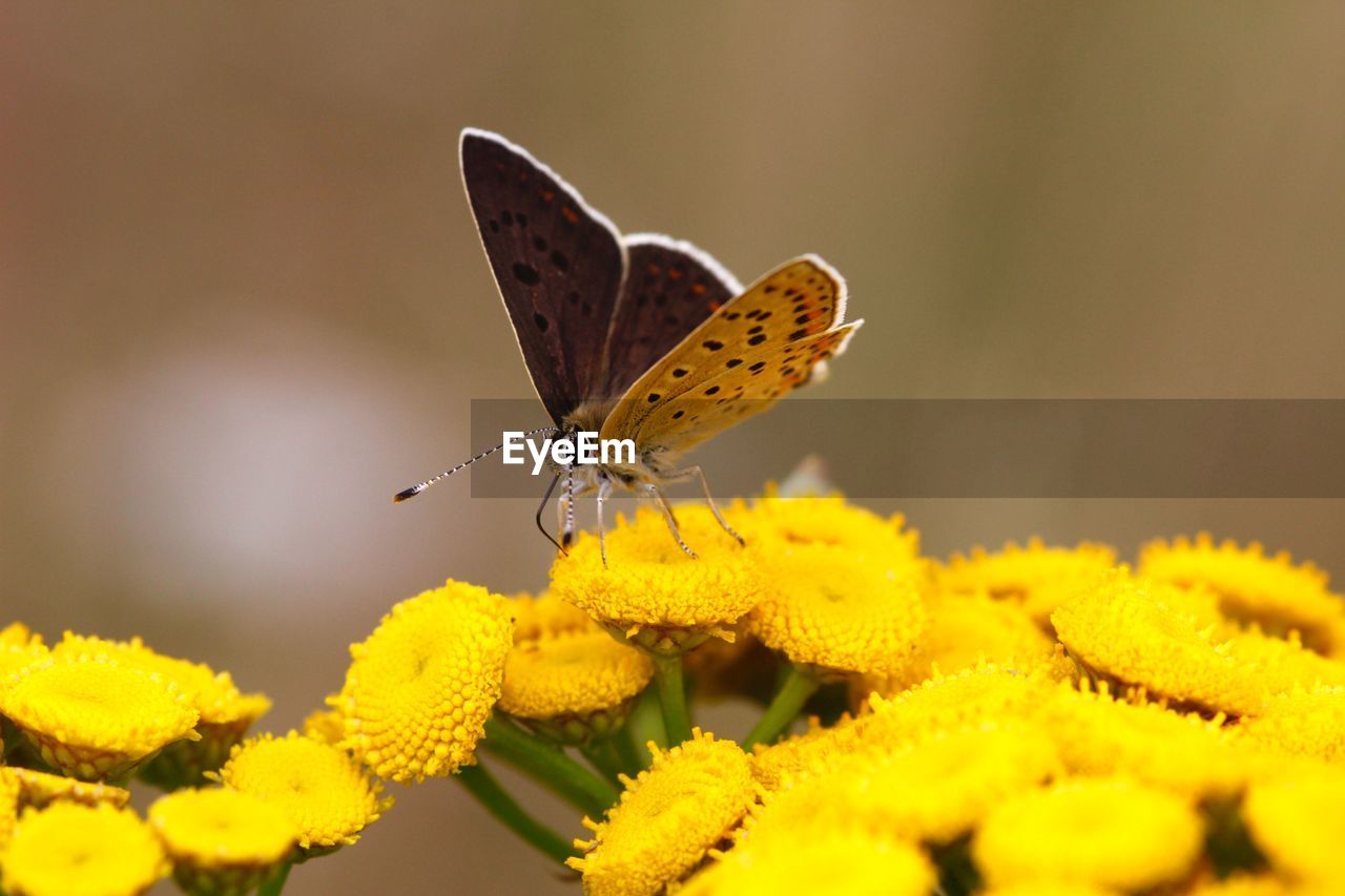 Close-up of butterfly on yellow flowers