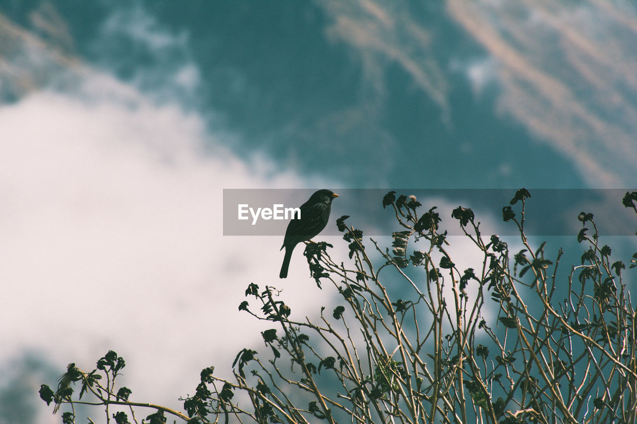 Low angle view of bird on tree