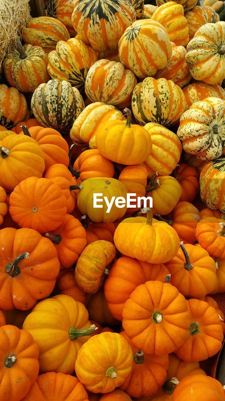 Full frame shot of pumpkins