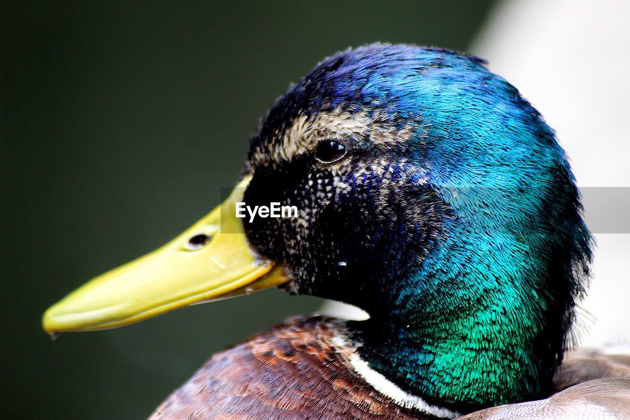 Close-up of a bird