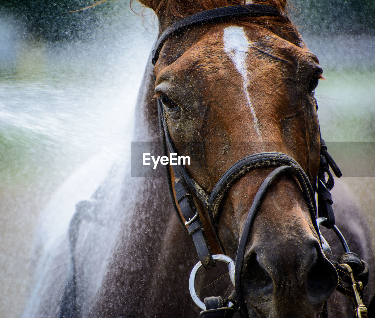 CLOSE-UP OF HORSE IN PEN