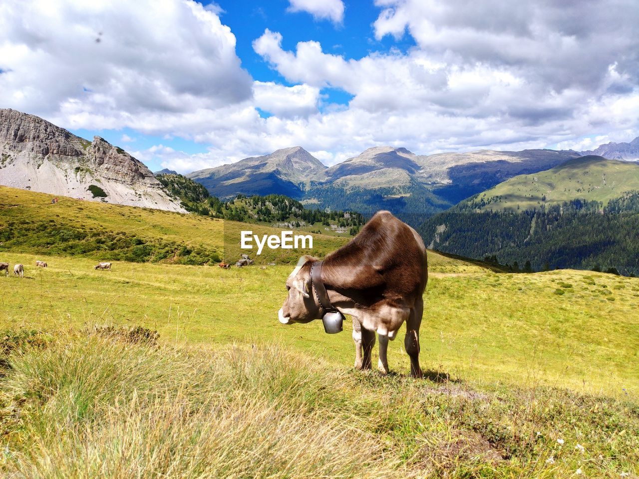 View of a cow on field against mountains