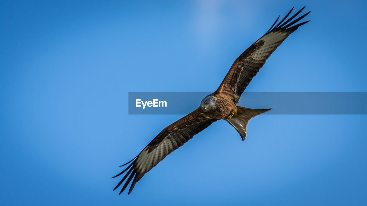 Low angle view of eagle flying against sky